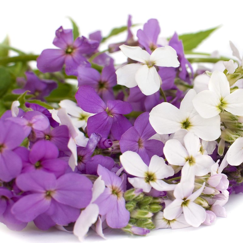 Outsidepride Dame's Rocket - 5000 Seeds