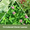 Flawn Seed Kits Tri-Color Clover Seed Plus Mow Less Fine