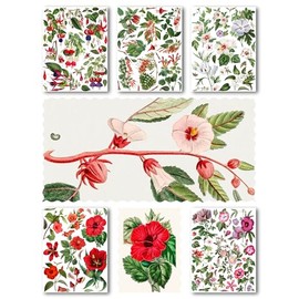 FLONZ Decoupage Paper Pack (15 Sheets 8""x11"") Hibiscus Fuchsia Flowers Antique Botannical Book Engraving Illustration HANATABA Vintage Styled Ephemera Pictures for Decoupage Craft and Scrapbooking