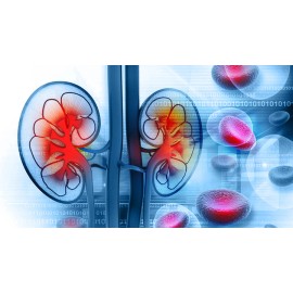 MEJOR PARA LA SALUD RENAL - SOPORTE RENAL - Aumento de la vejiga - Impulso renal - 1B 60Ct