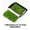 LUCKY PLANT Fresh Live Moss Variety Pack - Ideal for