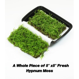 LUCKY PLANT Fresh Live Moss Variety Pack - Ideal for DIY Terrariums, Miniature Bonsai, Potted Plants, Reptiles, Succulents, (A Whole Piece of 8" x8" Fresh Hypnum Moss)