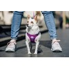 DUKIER - Dog Body Harness, Adjustable and Sturdy Body Armour,