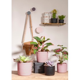 Scheurich Solido Linea, Set of 2 Ceramic Flower Pots, Colour: Ebano, 15 cm Diameter, 13.7 cm High, 1.9 L Vol.