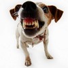 GLB Green Level Berlin Dazer III | Powerful Dog Ultrasound
