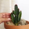 Factory Direct Craft Group of 2 Artificial Cactus Picks Fake