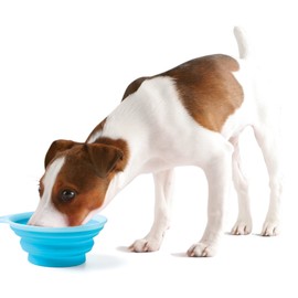 Popware Popware Flat Bowl, Blue, L Size