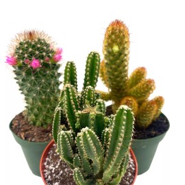 Florida House Plants BubbleBlooms Cactus Assortment, 4 inch Set of 3, Best-Sellers Most Popular Cacti