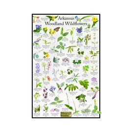 Arkansas Woodland Wildflower Identification Guide | Picture ID Poster for Common Forest Flowers (8" x 12")