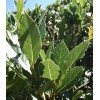 Tree 5 Sweet Laurel Bay Tree Plant Cuttings. Free US