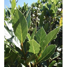 Tree 5 Sweet Laurel Bay Tree Plant Cuttings. Free US Shipping!!