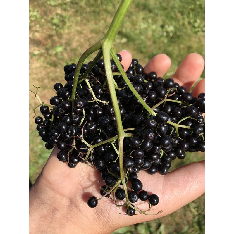 Fat Stone Farm Organic Elderberry Juice 2X 9.3 fl. oz