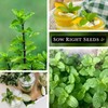 Sow Right Seeds Sow Right Seeds - Mint Seed for