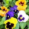 Pansy, Swiss Giant Mixed Color Flower Seeds, Pack of 2000+