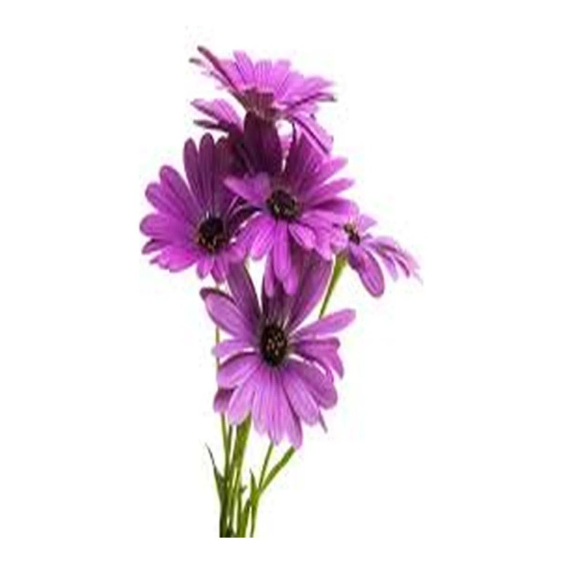 Calndula 50 Cpsulas - Pura Esencia Natural