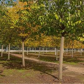 GIONAR 2 Rolls 3 m x 25.5 cm Tree Winter Protection - Jute for Plants Winter Protection - Winter Protection Jute Ribbon for Plants Frost Protection and Moisture, Jute Ribbon for Plants, Winter-proof