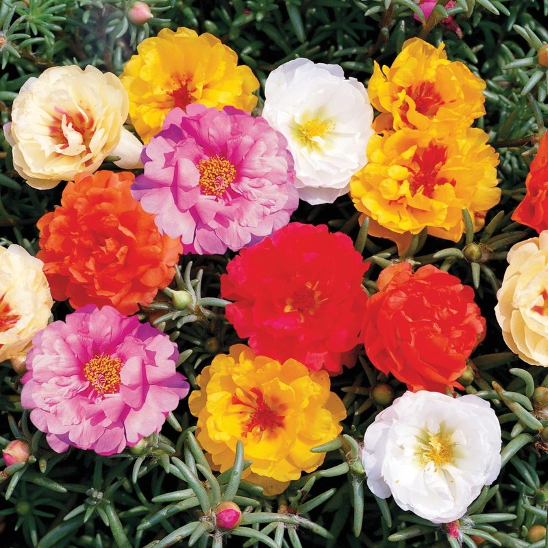 10,000+ Moss Rose Seeds – Heirloom Portulaca Seeds – Easy
