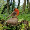 Selections Robin on a Stone Resin Garden Ornament