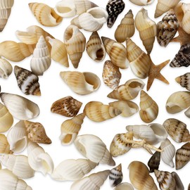 Yexpress 186 pcs Mini Tiny Sea Shells Mixed Ocean Beach Seashells, Natural Starfish for Home Decorations, Beach Theme Party, Candle Making, Wedding Decor, DIY Crafts, Fish Tank and Vase Filler