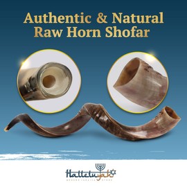 HalleluYAH 35"-39" Yemenite Fully Polished kudu Shofar From Israel Plus Free Bonus Ram Horn