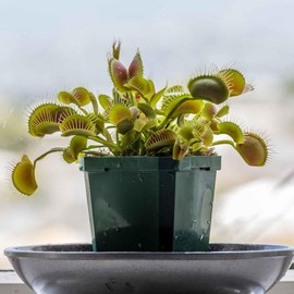 Eden Brothers Venus Flytrap Seeds