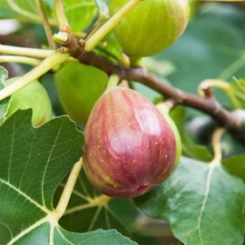 500Pcs Fig Fruit Seeds for Planting