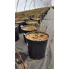 Live Plant from Green Promise Farms Flower Carpet Roses ROSA