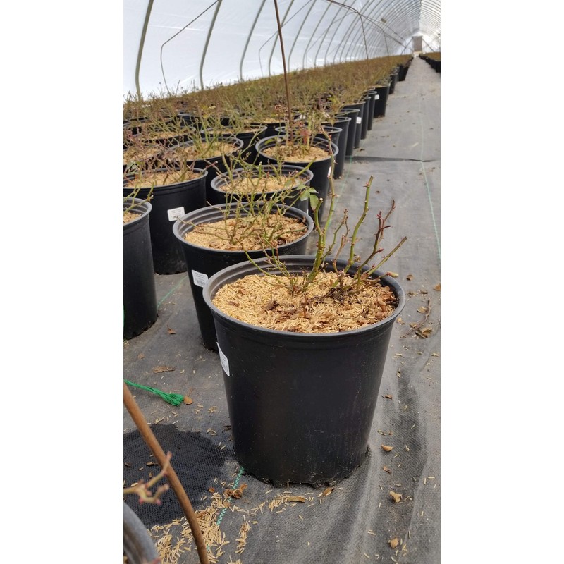 Live Plant from Green Promise Farms Flower Carpet Roses ROSA