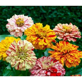 Garden Plant Seed 200+ Peppermint Stick Zinnia Mix Mixed Colors Red Stripe Elegans Flower Seeds