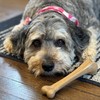 SPOT Bam-Bones Bone - Made with Strong Bamboo Fiber, Durable