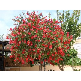 Bottlebrush Tree | 2 Live Gallon Size Plants | Callistemon Citrinus Red Cluster | Drought Tolerant Bird Attracting Shrub Tree