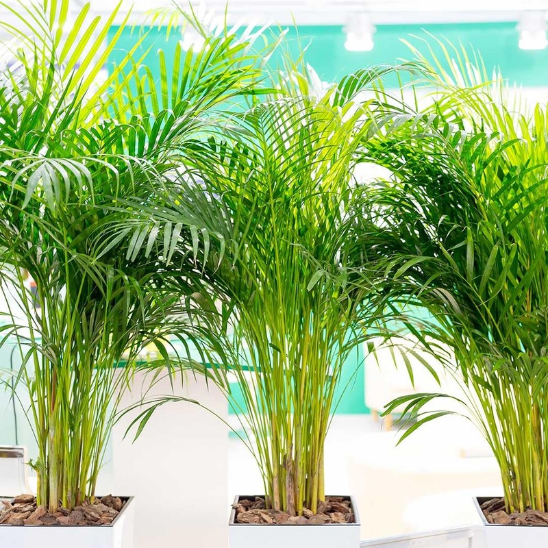 American Plant Exchange Areca Palm – Live 4-Inch 3-Pack, Easy-Care