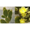 Cactus BUNNY EARS CACTUS OPUNTIA MICRODASYS 5 Pads For $11.00
