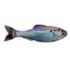 Panorama - Live Gizzard Shad - Size: 6.5" (2/pk)