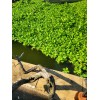 Water Purple Hyacinth Free Floating Aquarium/Pond Plants