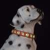 DOGLED Flashing USB-C led Light up Dog Collar, Subversive 3D