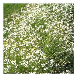 German Chamomile/Matricaria recutita/Herbal Tea/Hardy Annual/Approx 5000 Seeds