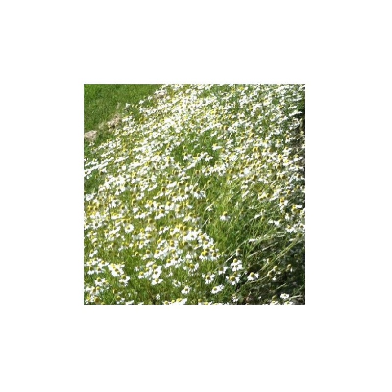 German Chamomile/Matricaria recutita/Herbal Tea/Hardy Annual/Approx 5000 Seeds