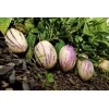 Pepino Melon 1 Pepino Melon Plant 8” With Pot Golden