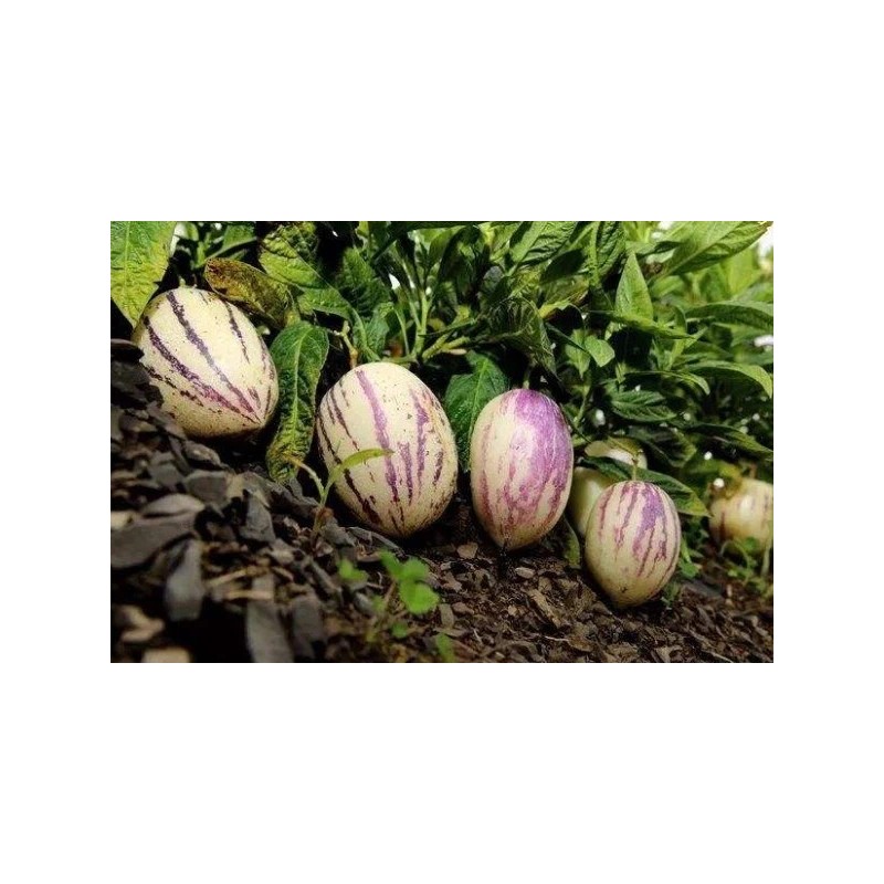 Pepino Melon 1 Pepino Melon Plant 8” With Pot Golden