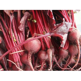 Beet Bulls Blood Great Heirloom Vegetable 50 Seeds