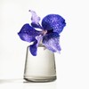 Holmegaard Flora Short Neck Vase - Smoke - H12cm