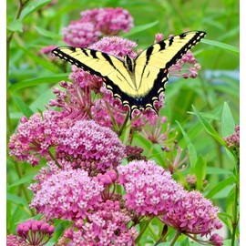Little Seed Store 51+SWAMP ROSE MILKWEED Seeds Native Wildflower Patio Container Flower Garden