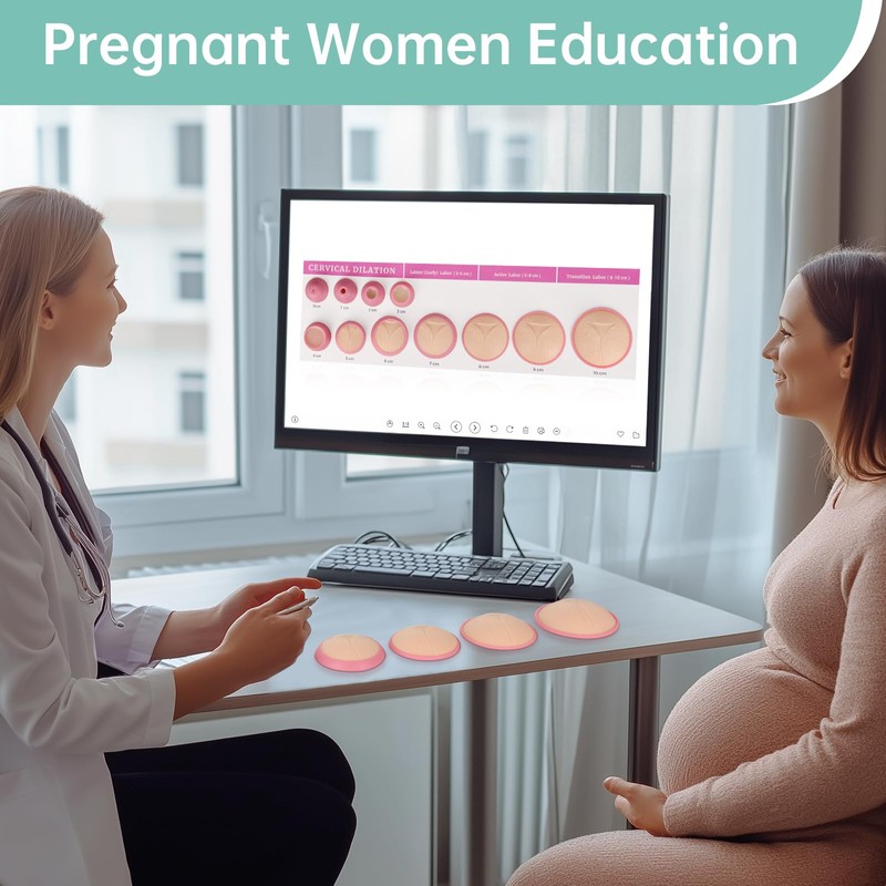 MedEduQuest Cervical Dilation Simulator with 0-10cm, Gynecological Examination Model, for