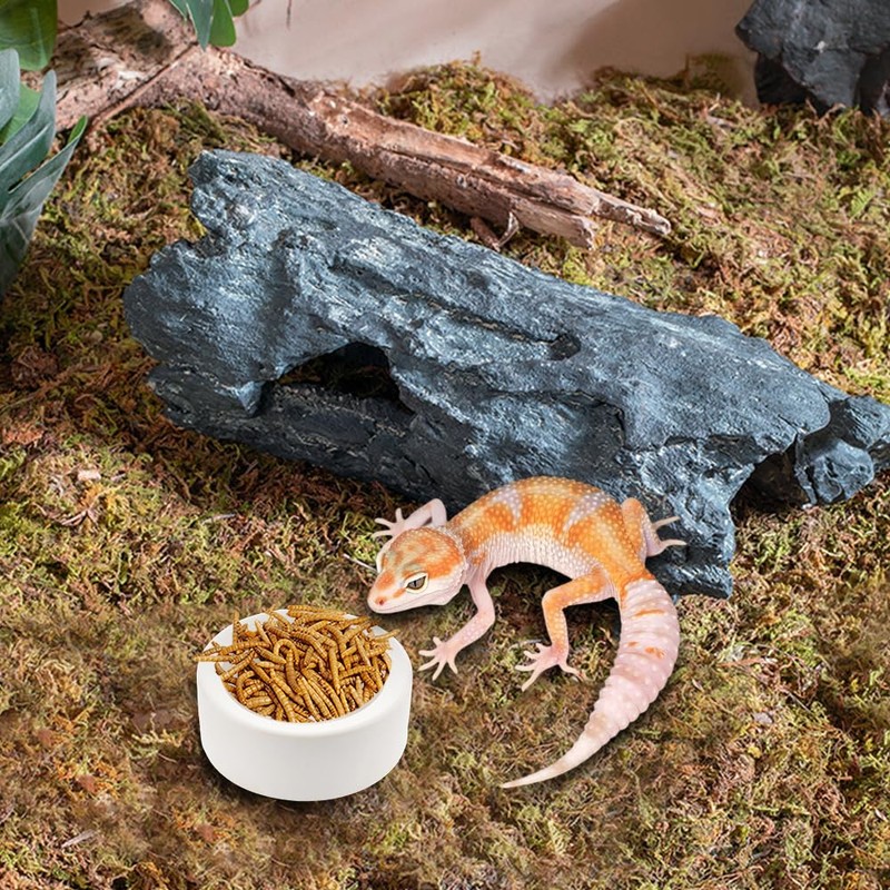 3 Pack Small Reptile Feeding Bowl Ceramic Food and Water