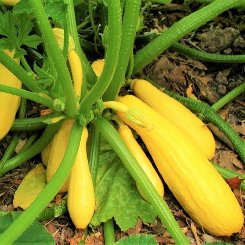Seed Savvy 20+ seeds, Yellow Straightneck Summer Squash, Open pollinated,Hei