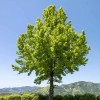 Tree Trident Maple Tree - 8-12" Tall - Live Potted