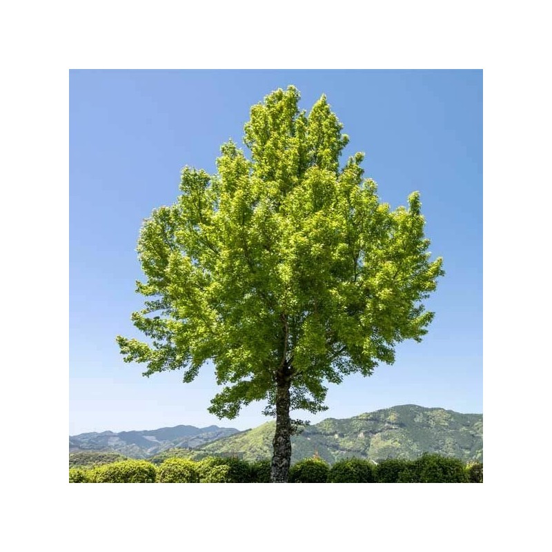 Tree Trident Maple Tree - 8-12" Tall - Live Potted