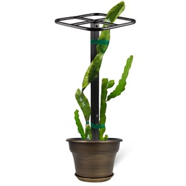 GOOOXIM Premium Dragon Fruit Trellis - Durable Metal Trellis for Vertical Gardening and Climbing Plants - 12in x 12in x 50in