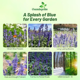 Outsidepride Blue Victory Salvia Seeds - 1,000 Pcs Perennial, Compact, Heavy Blooming & Drought-Tolerant Sage Seeds for Planting Fragrant Blue Blooms for Butterfly & Hummingbird Gardens & Landscaping